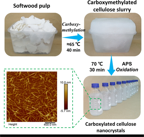 Large-Scale Preparation of Carboxylated Cellulose Nanocrystals and Their  Application for Stabilizing Pickering Emulsions | ACS Omega